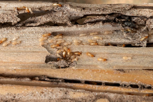 Best Wasp Removal Services  in Canby, MN