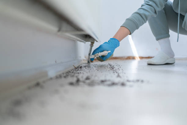 Best Insect Control  in Canby, MN